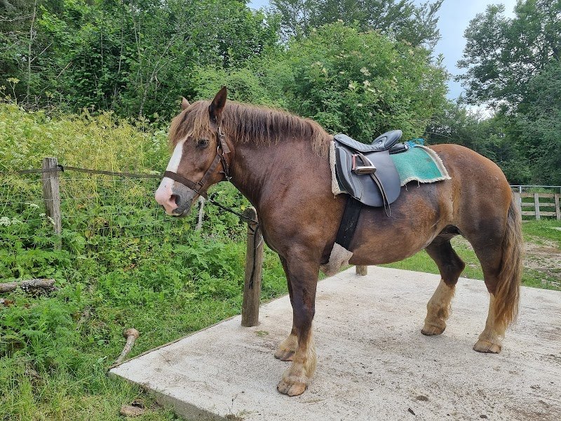 Ferme Equestre de la Pelaisse - photo 2