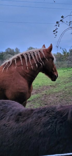 L'écurie du Val Joyeux - photo 1
