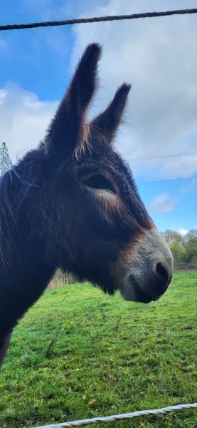 L'écurie du Val Joyeux - photo 3