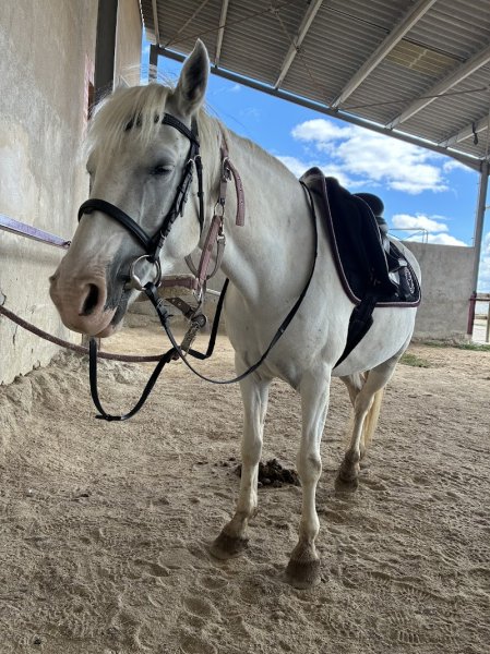 Centre équestre les chevaux de la plaine - photo 2