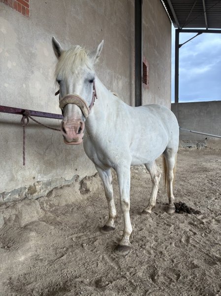 Centre équestre les chevaux de la plaine - photo 3