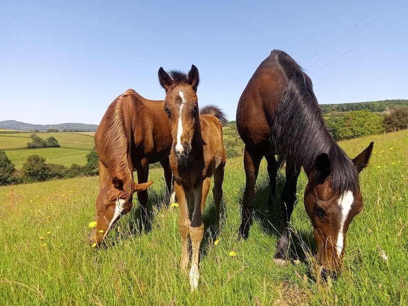 Domaine Danalou - écuries - élevage- Clément BORSOI - photo 2