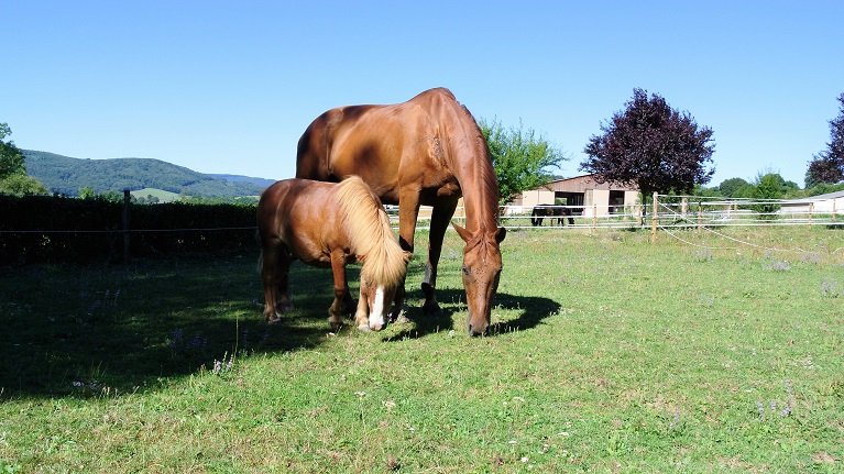 Domaine Danalou - écuries - élevage- Clément BORSOI - photo 3