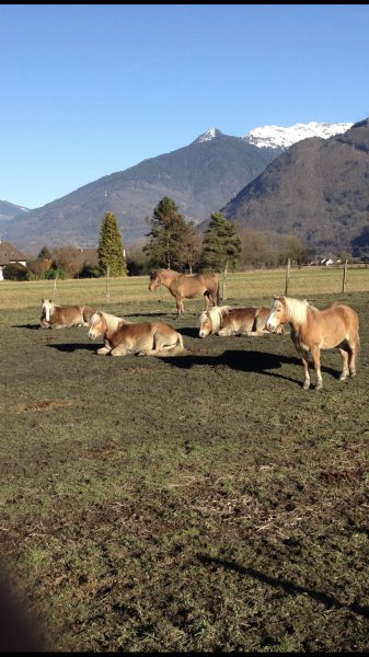 Pension équestre du penjab - photo 1
