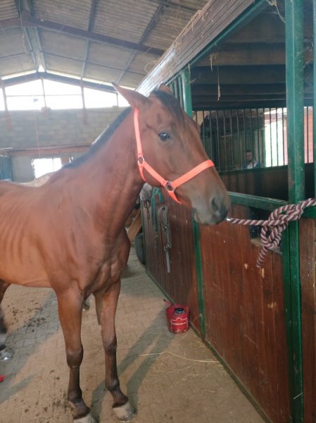 Les écuries du Moulin - photo 1