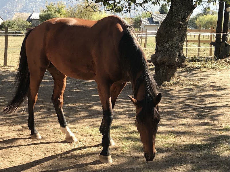 Un cheval Une vie - photo 2