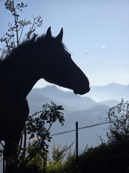 Écuries Montagne et Soleil - photo 1