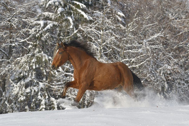 Écurie Active Lo Vardiafs - photo 2