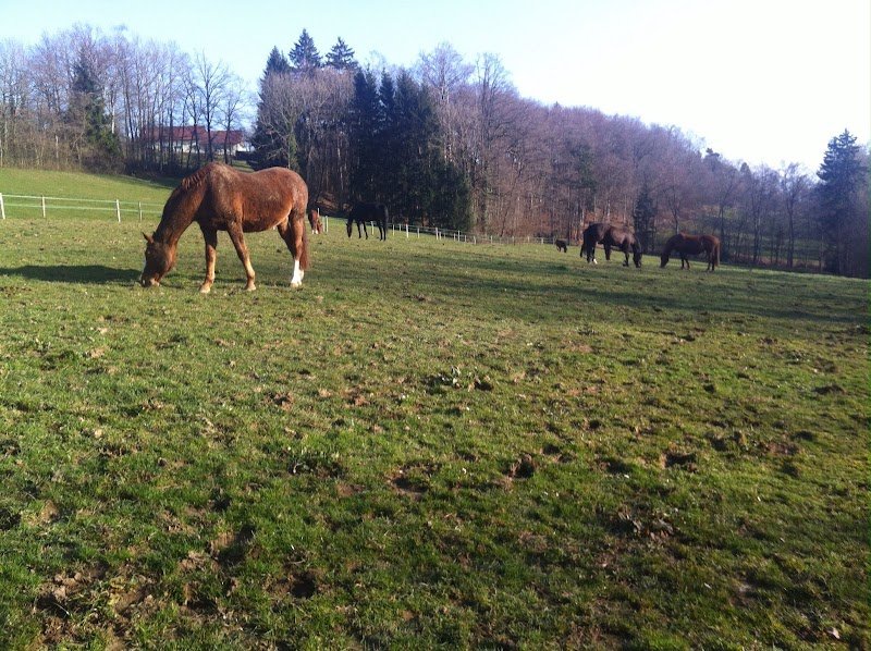 Écurie Active Lo Vardiafs - photo 3