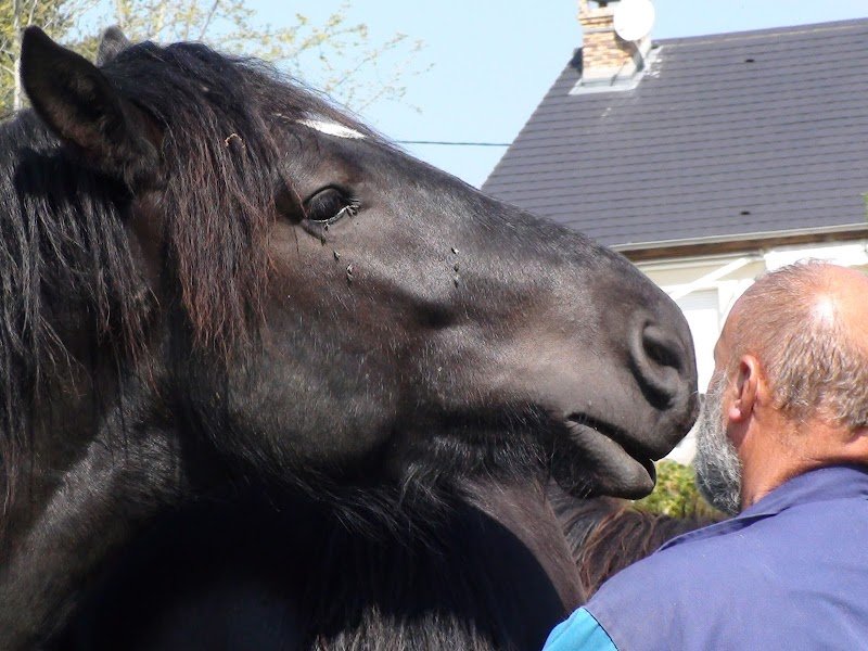 Haras des Kelpies - photo 2