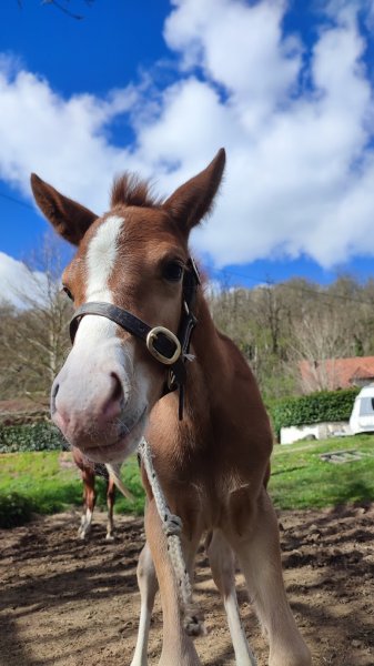 Ecurie Equiterra de la Ribiére - photo 1