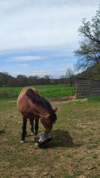 Ecurie Equiterra de la Ribiére - photo 2