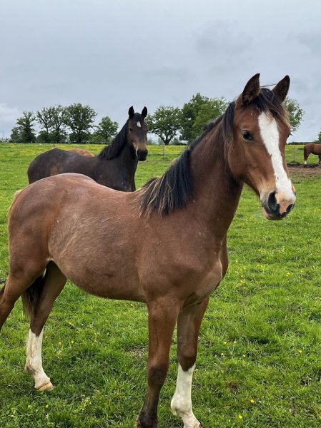 GAEC Ecurie du Rivalier - photo 1