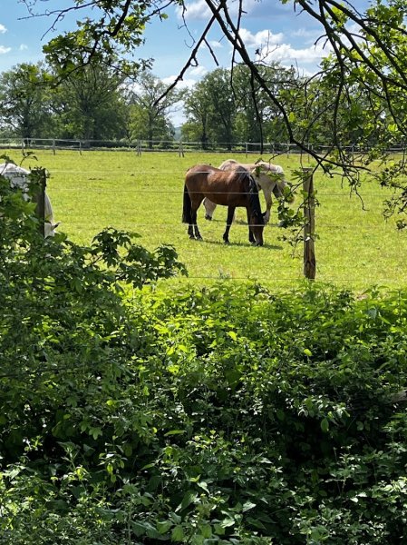 GAEC Ecurie du Rivalier - photo 2