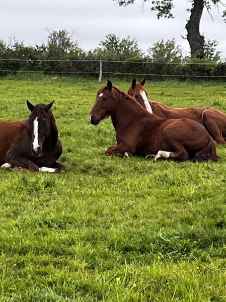 GAEC Ecurie du Rivalier - photo 3