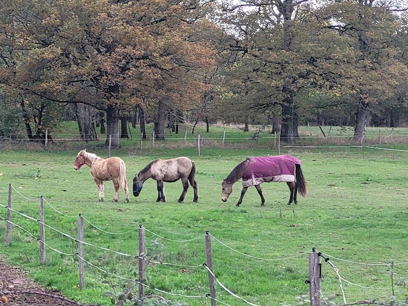 Ecurie / Pension Villebruyère - photo 1