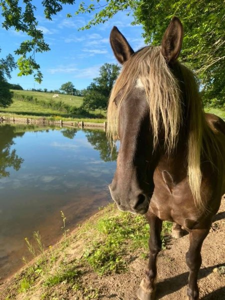 Pension la Métairie - photo 2