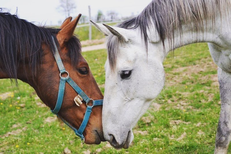 Pension la Métairie - photo 3