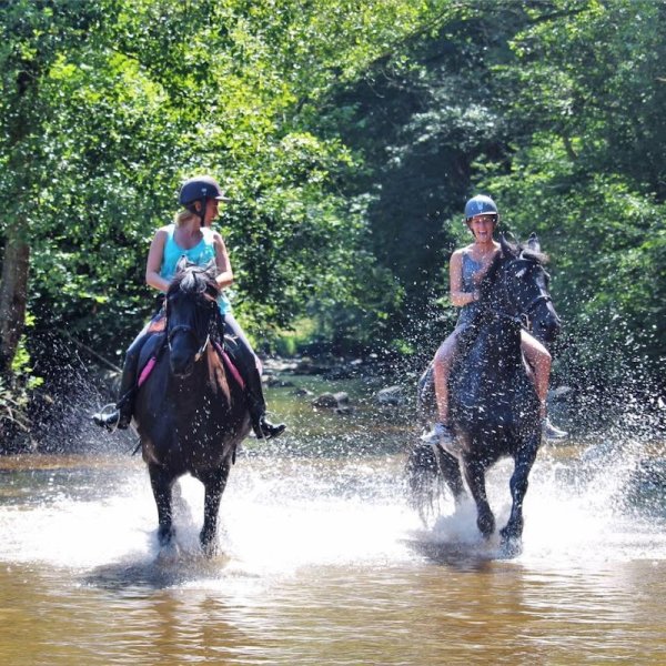 Haras de Quinssat - photo 2