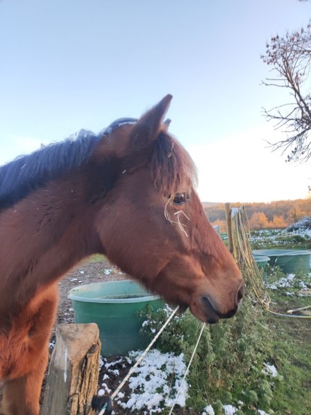 Centre Équestre de l'Ecurie de Verduizant