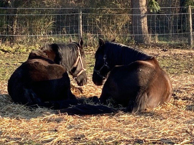 EARL Les Sapins | Pension Convalescence & Bien-être équin