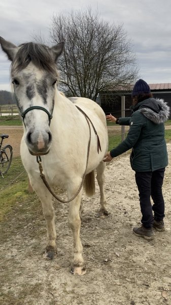 EARL Les Sapins | Pension Convalescence & Bien-être équin - photo 2
