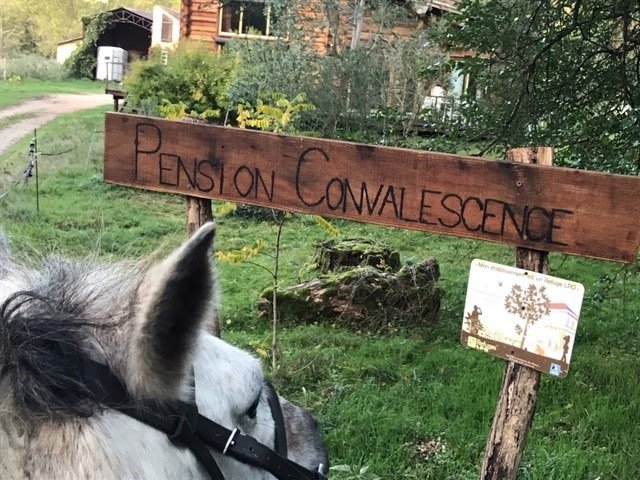 EARL Les Sapins | Pension Convalescence & Bien-être équin - photo 3