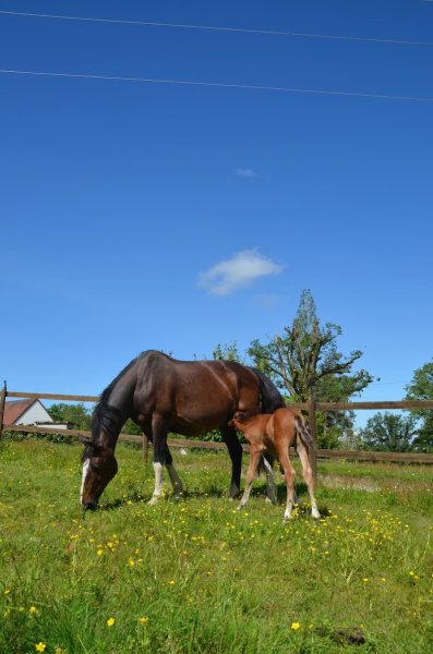 Écuries des Sorreaux