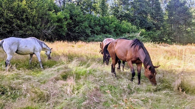 Domaine équestre de la Roche - photo 1