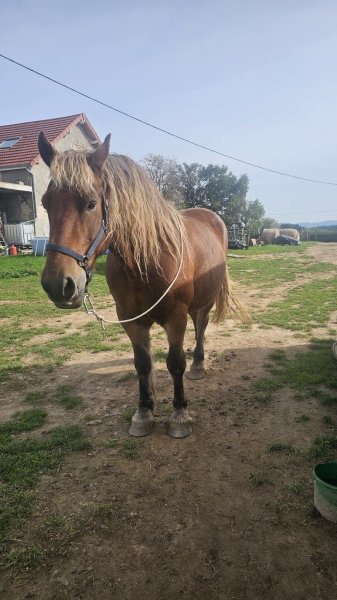 Haras des forges - photo 2