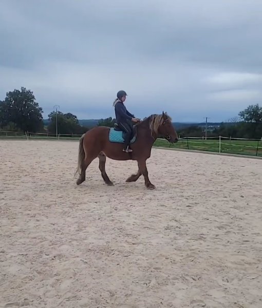 Haras des forges - photo 3