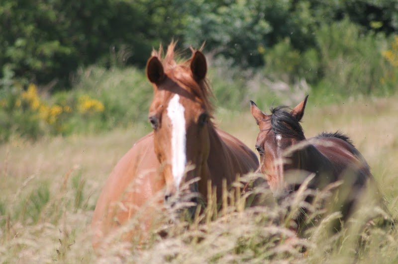 Ecurie du jas de Lalong