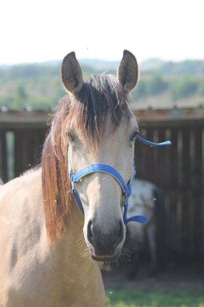 Ecurie du jas de Lalong - photo 3