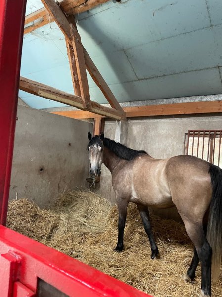 Ecurie Luisa ARGAN - photo 2