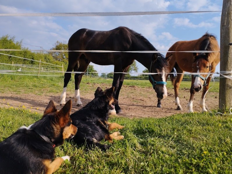 Haras du centre de la France - photo 2