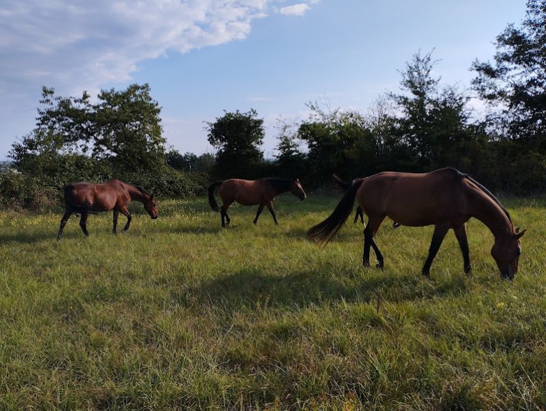 Haras du centre de la France - photo 3