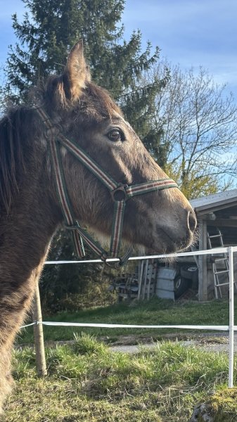 Les écuries de chareilles - photo 2