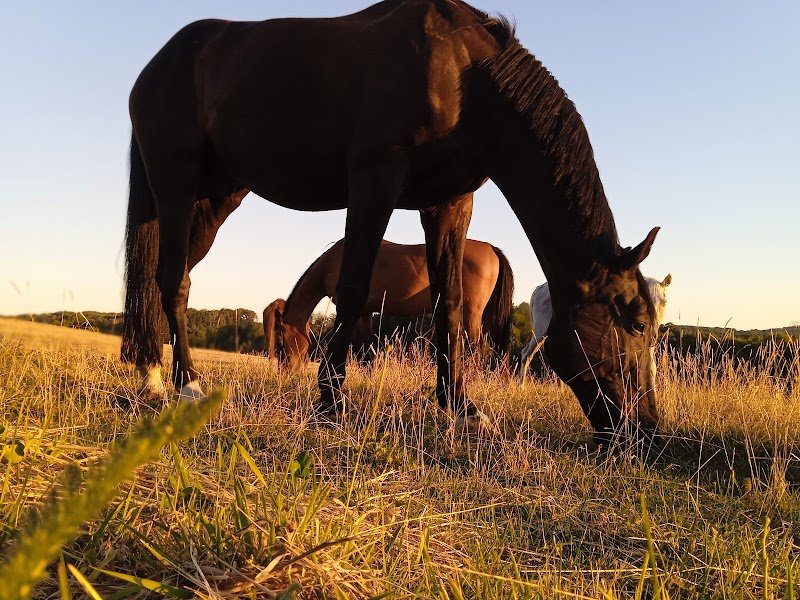 Ecurie de Chamaras - photo 1
