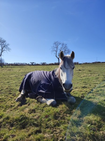 Ecurie de Chamaras - photo 3