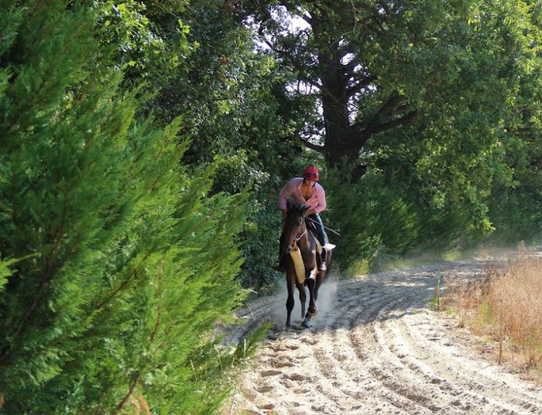 Ecuries du Grand Taillis (débourrage & pré-entraînement) - photo 3