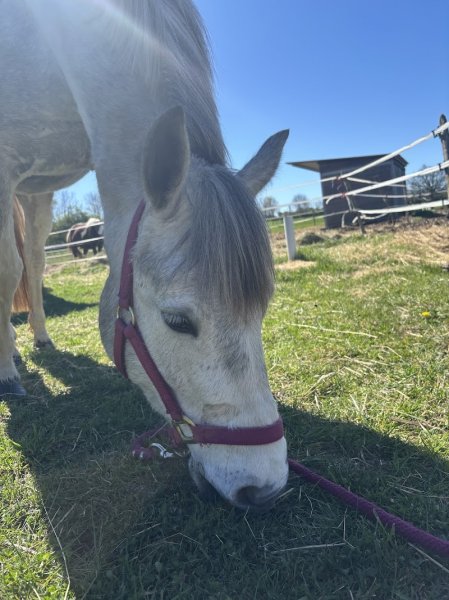 Les Ecuries des Chillins