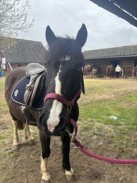 Les Ecuries des Chillins - photo 2