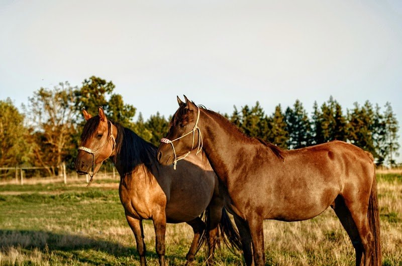 Ferme équestre Jolinka
