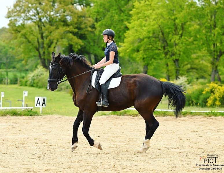 Écurie du Val de Sioule (ex-Éperon de Verneuil) - photo 3