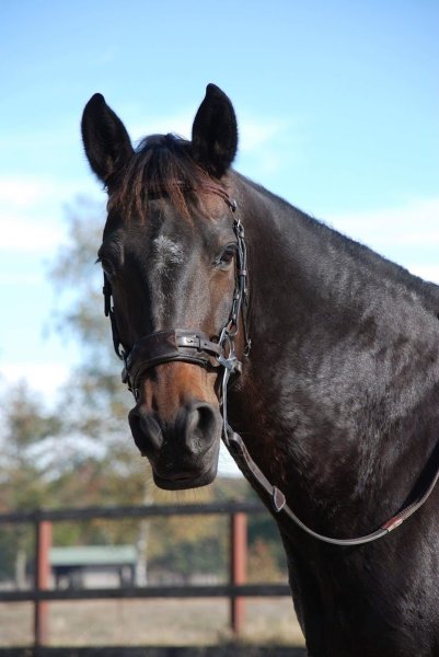 A Cheval Autrement - photo 1