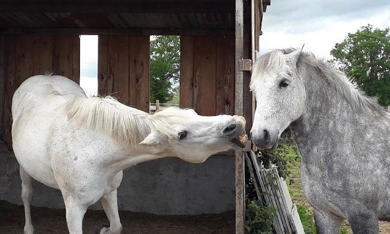 Ecuries de la Bouquetterie - photo 3