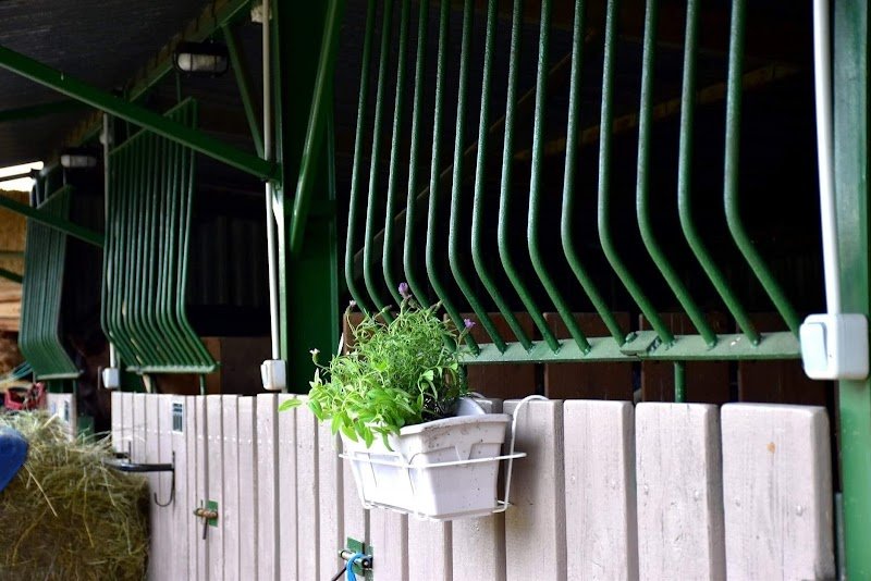 DOMAINE DES PERRIERES - Centre de Médiation Animale & Pension chevaux, Ecurie - photo 2