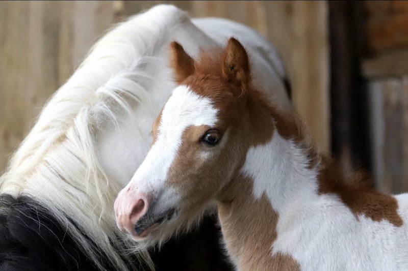 Écurie de Thaël - photo 1