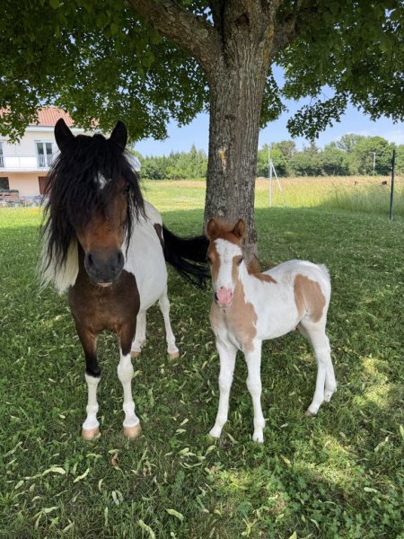 Écurie de Thaël - photo 2