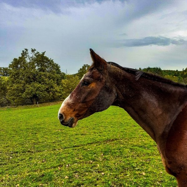 Centre Equestre de la Vallée - photo 3